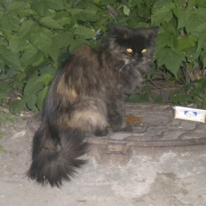 Во Владимире мужчина выбросил кота из окна 5 этажа и избил полицейского