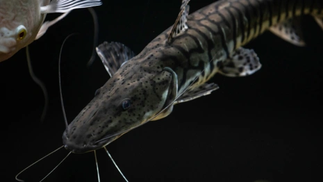 Владелец владимирской осетровой фермы пожаловался на взлетевшие из-за санкций цены на корм