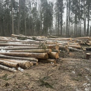 В Петушинском районе «Владлесхоз» забыл вывезти древесину и создал риск пожара