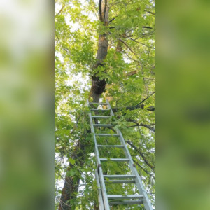 Во Владимире пчелы атаковали детский сад №3