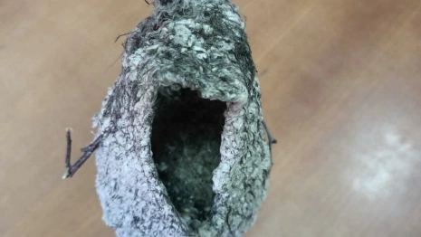 В Меленковском районе нашли гнездо краснокнижного ремеза