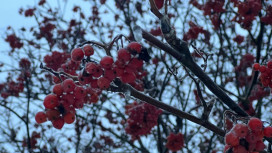 Морозы до -21 градуса и снегопады вернутся во Владимирскую область на рабочей неделе