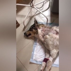 В Александрове состояние выжившей после расстрела собаки оценили как стабильно тяжелое