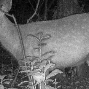 Владимирский фотограф запечатлел забавного оленя
