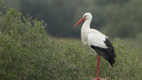 День Марины-Пимены: что можно и чего нельзя делать 20 августа