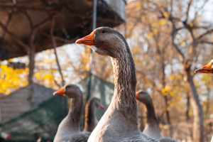 Народные приметы на 31 января 2024 года: что можно и нельзя делать в Афанасьев день