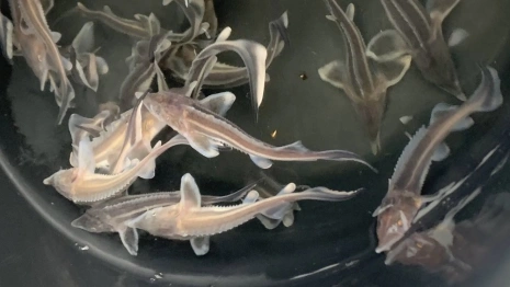 В Муроме в Оку выпустили 1 тыс. мальков стерляди