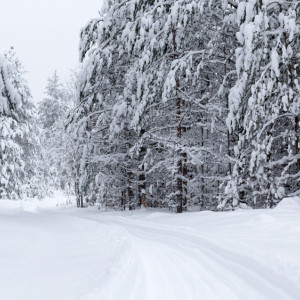 Снегопады вернутся во Владимирскую область к выходным