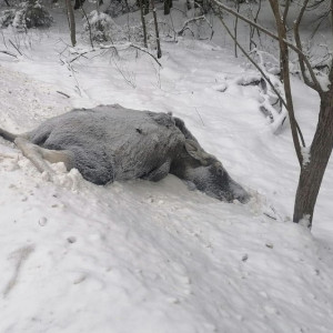 Во Владимирской области за год сбили 128 диких животных