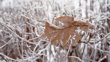 Прогноз погоды во Владимирской области на 14 декабря