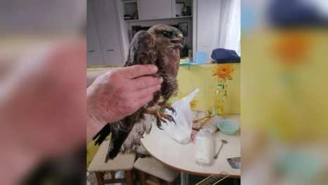 В Ковровском районе охотничий инспектор спас попавшего под машину канюка