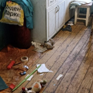 В Кольчугино горе-родители оставили младенце в комнате с тараканами и голодными собаками
