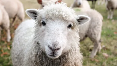 Во Владимирской области вирусом бешенства заразилась овца