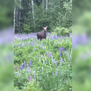 В Кольчугинском районе встретили лосиху