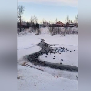 Во Владимирской области спасли замерзающих в 30-градусные морозы уток