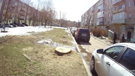 В Кольчугино произошло нашествие ясеневой златки