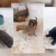 Во Владимире в промзоне нашли 6 щенков-дворняжек