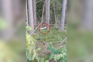 В лесу под Меленками заметили стаю диких собак
