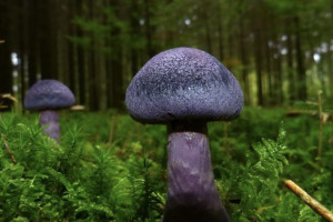 Стало известно наказание за сбор во Владимирской области краснокнижных грибов