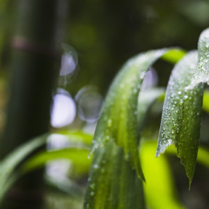 Июнь во Владимирской области начнется с дождей