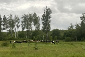 В Юрьев-Польском молочная ферма работала с нарушениями для экологии