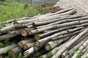 На Сталинградском бульваре во Владимире незаконно вырубили деревья