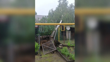В Петушках чиновники «забили» на упавшую на газовую трубу березу