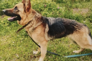 Владимирские полицейские объявили поиск хозяина для служебной собаки