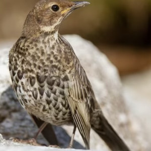 Около детского сада во Владимире нашли кладбище дроздов
