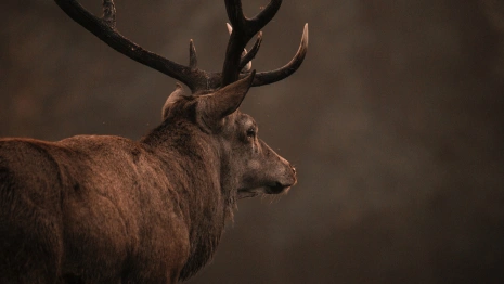 Олень спрятался в строительном магазине во Владимире