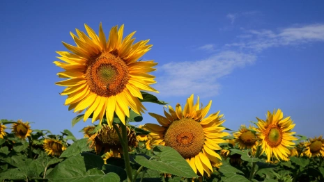 Прогноз погоды во Владимире и области на 10 августа 2025 года