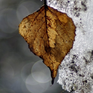 Во Владимирскую область на крещенскую неделю придет оттепель