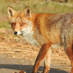 В Собинском районе обнаружили очаг бешенства