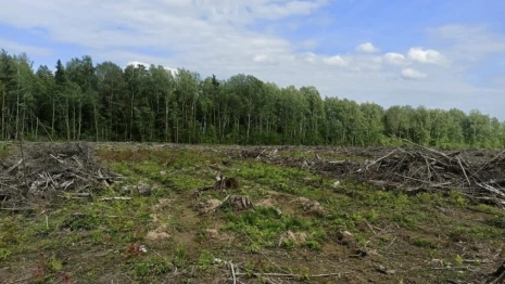 В Кольчугино вырубка леса на 800 тыс. рублей привела к уголовному делу