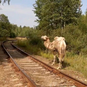 Во Владимирской области на железной дороге заметили верблюдов