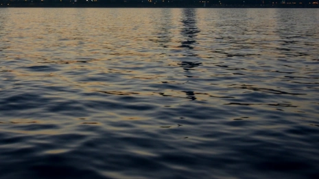 В муромскую Оку выпустили 4 тыс. мальков стерляди