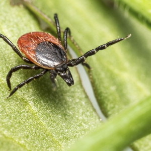 Во Владимирской области клещи укусили 75 взрослых и 24 ребенка