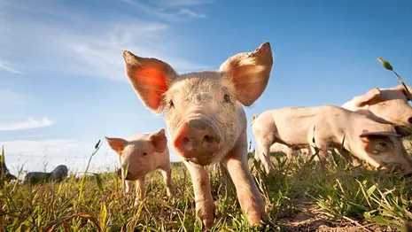 В Гусь-Хрустальном нашли второй очаг африканской чумы свиней