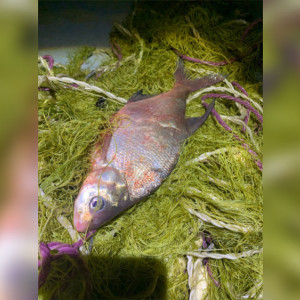 В Нижегородской области поймали 61-летнего браконьера из Мурома