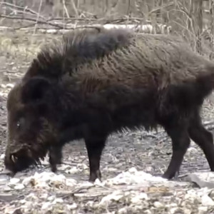 Во Владимирской области кабан из заказника решил провести экскурсию поросятам