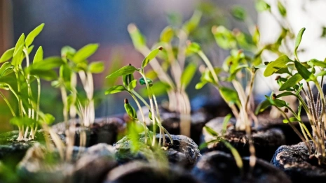 Во Владимирской области продавали вымышленные сорта яблонь и груш