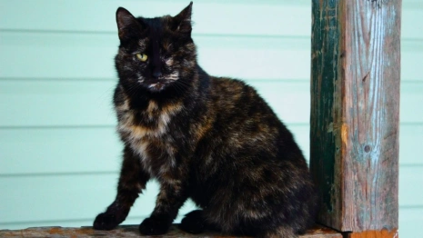 Владимирское отделение КПРФ упрекнуло властей в равнодушии к проблеме бездомных животных