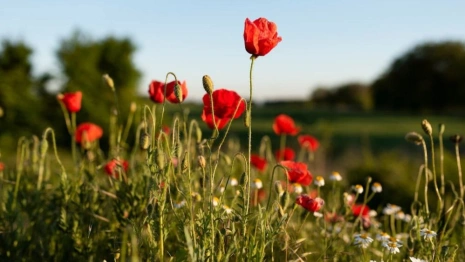 Мокий и Марк: что можно и нельзя делать 16 июля

