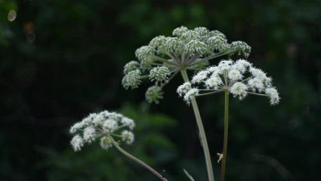 Владимирских дачников заставят платить за борщевик на участках