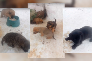 Во Владимире в промзоне нашли 6 щенков-дворняжек