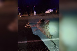 Стали известны подробности смертельного ДТП с лосем под Собинкой