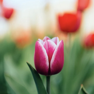 Во Владимирскую область вернется 12-градусное тепло