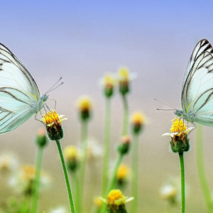 Прогноз погоды во Владимирской области на 19 июня