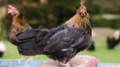 В Коврове выявили птицу с подозрением на птичий грипп