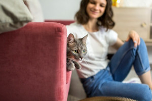 ВТБ выяснил: новоселье с кошки начинает половина россиян 